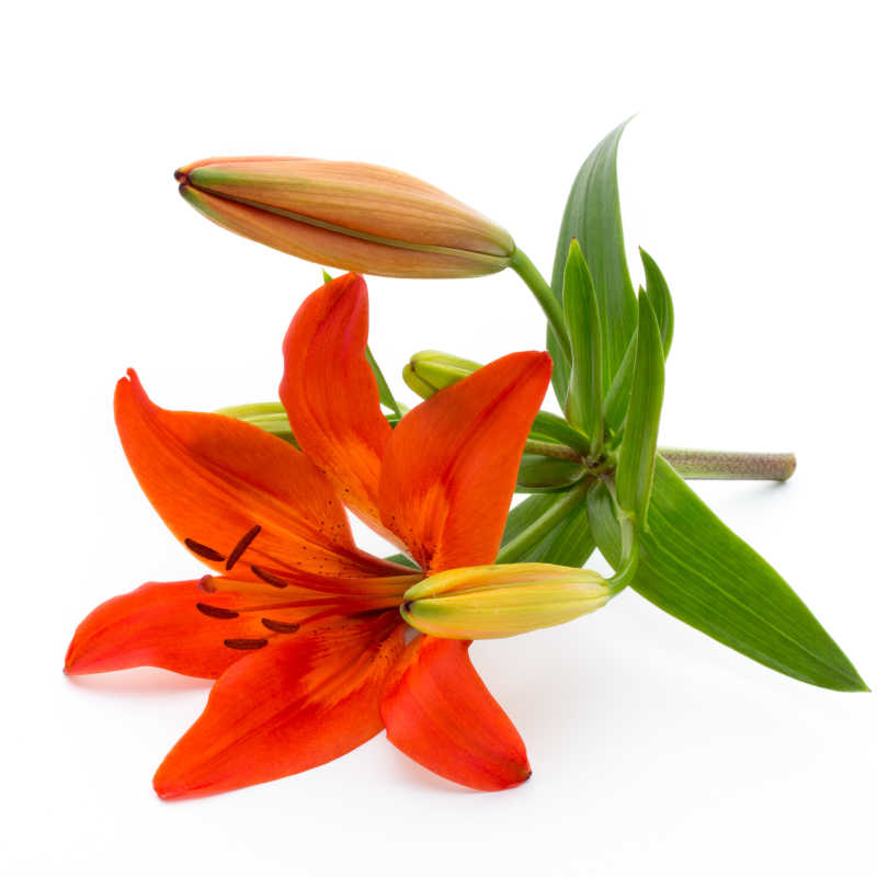 一朵鲜艳的百合