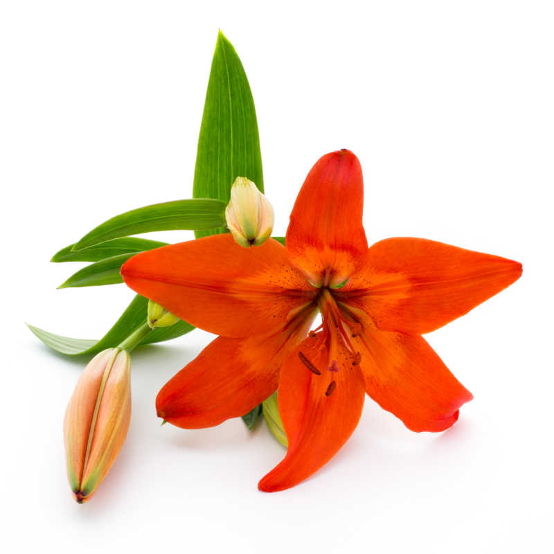 一株白色背景下的有茎叶的百合