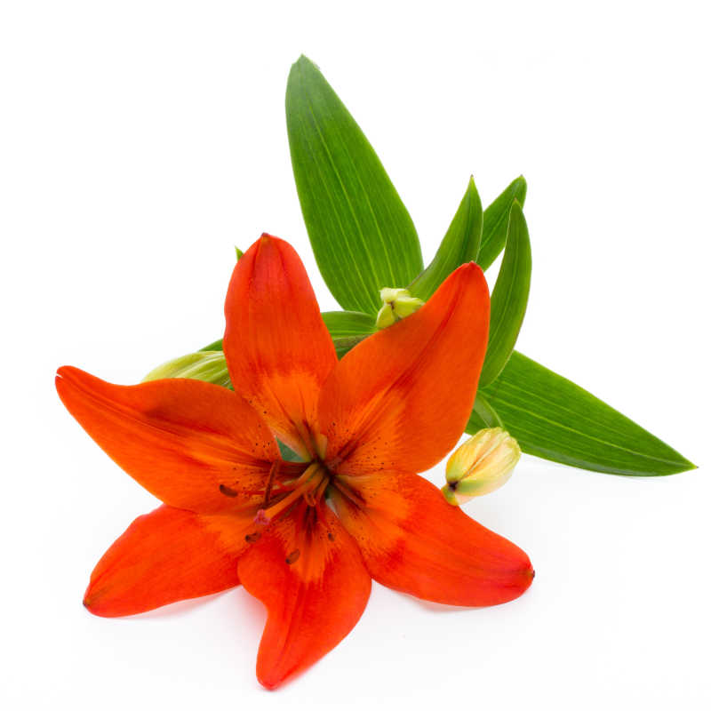 躺在白色背景上的百合