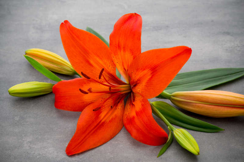 灰色背景下的美丽的百合