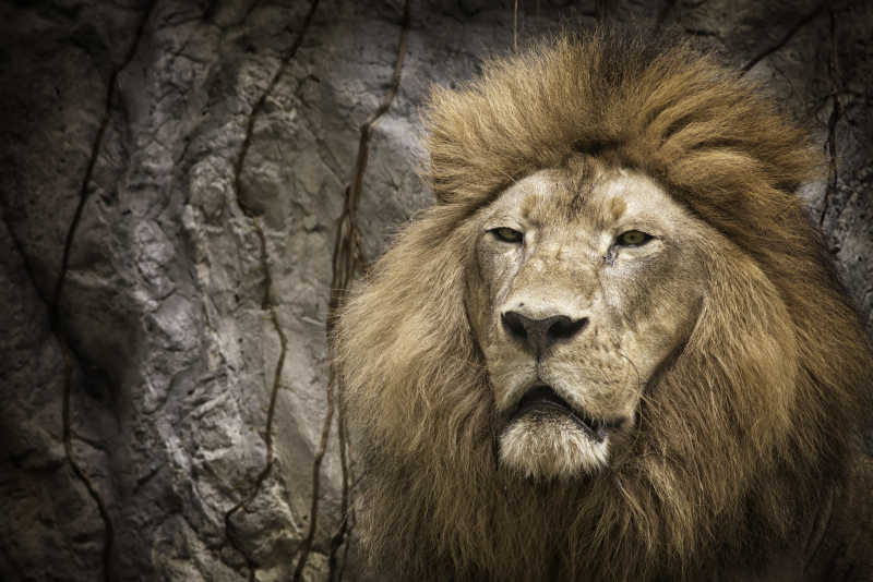 岩石背景下的威严的狮子