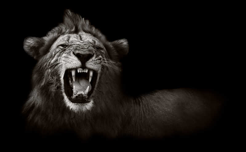 黑色背景下一只正面的凶猛的美丽狮子
