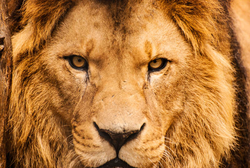 狮子图片-凶猛的非洲雄狮特写素材-高清图片-摄影照片-寻图免费打包下载