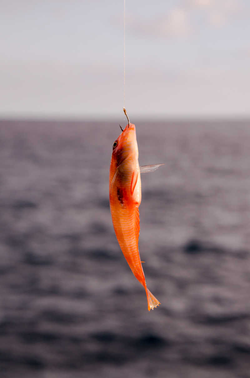 被钓起的红色小鱼