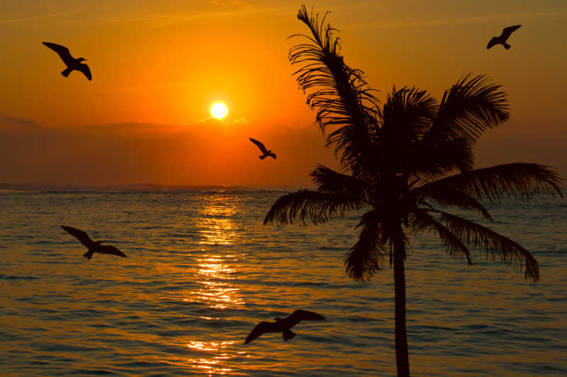日落时分海面海鸥和棕桐树