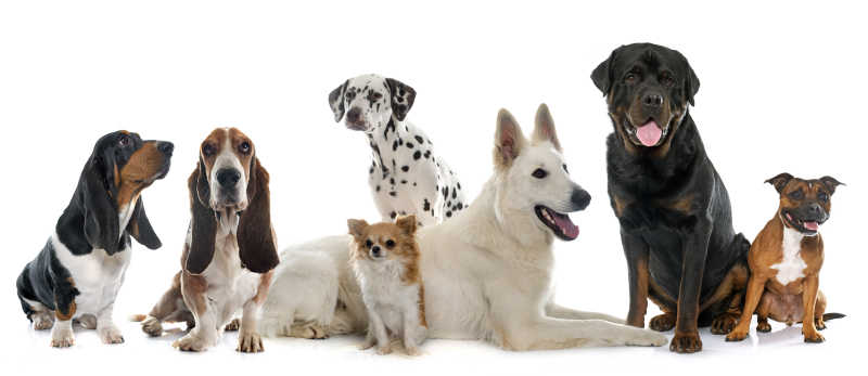白色背景前面的一群狗犬图片 白色背景前面的一群狗素材 高清图片 摄影照片 寻图免费打包下载