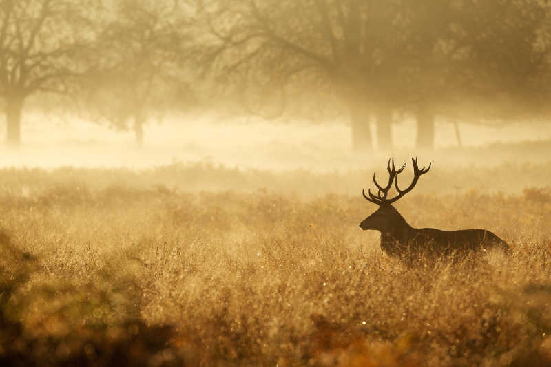 雾中的一只鹿