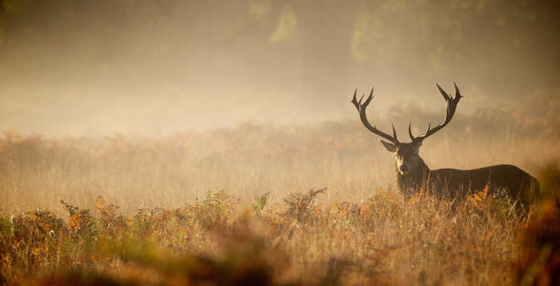 雾中的鹿