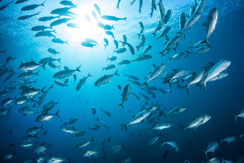 热带海底鱼学校的插孔