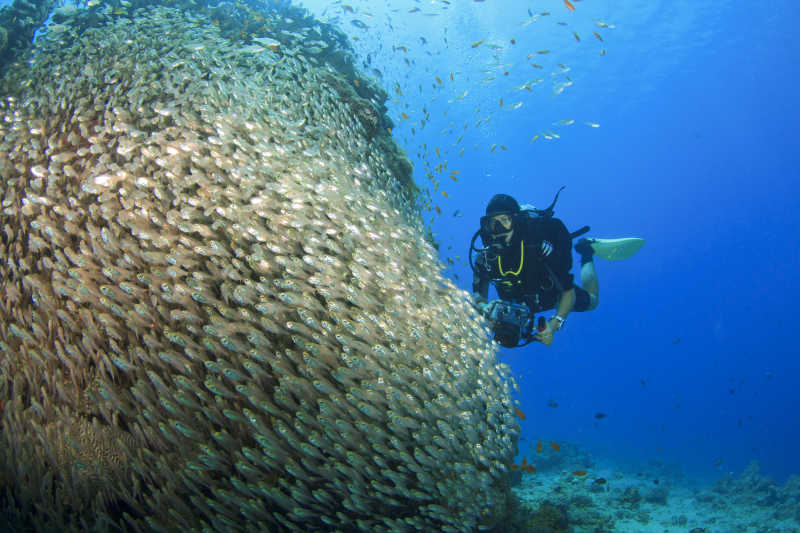 蓝色背景下海底的鱼群和潜水员