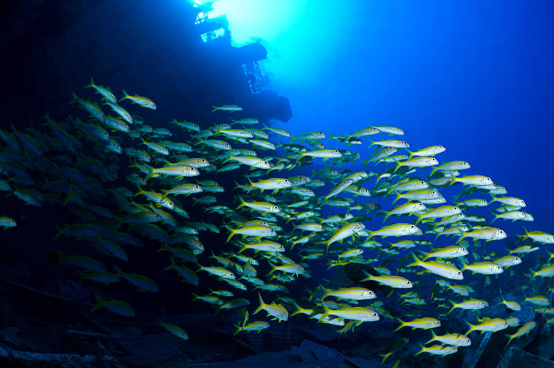 埃及热带鱼群学校