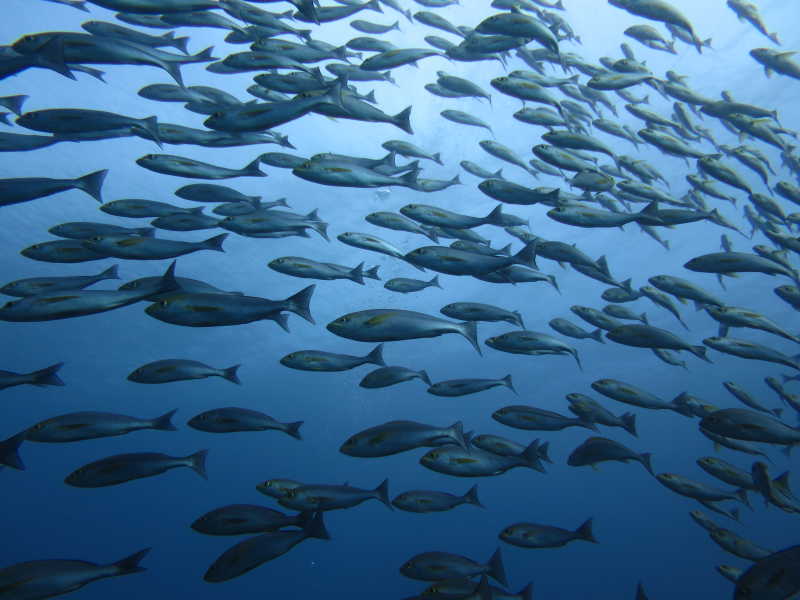 一大群学校的鱼在潜水