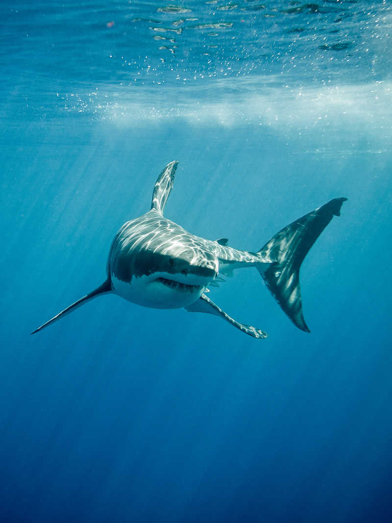 马尔佩洛岛哥蓝色大海里的鲨鱼