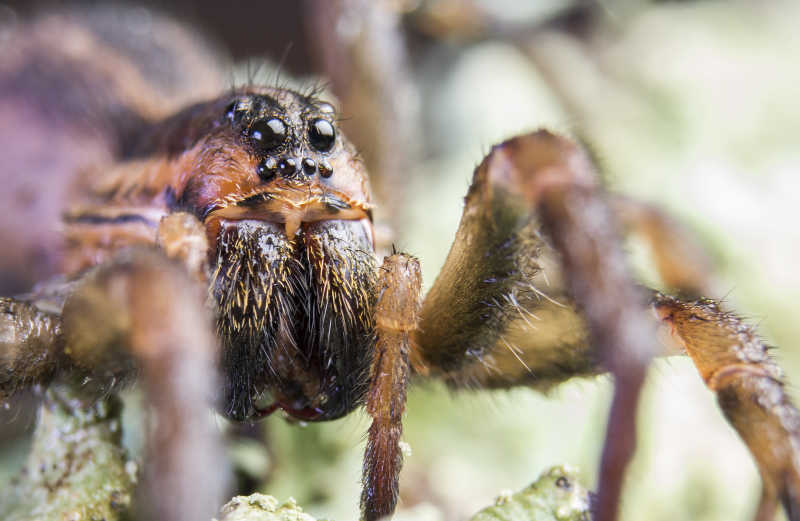 白色背景上的黑蜘蛛
