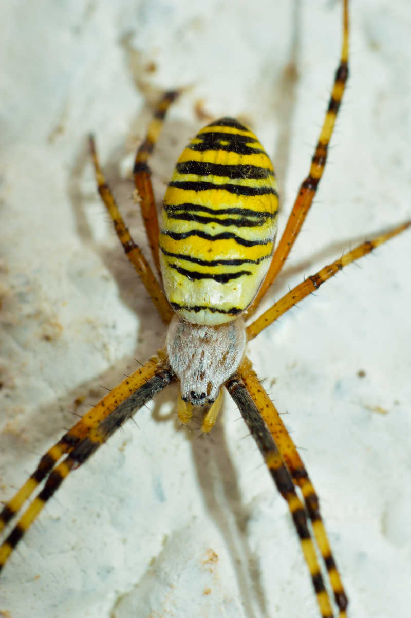 黄色条纹蜘蛛图片 白色的墙壁的黄色条纹蜘蛛素材 高清图片 摄影照片 寻图免费打包下载