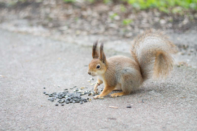 地上的葵花籽与松鼠