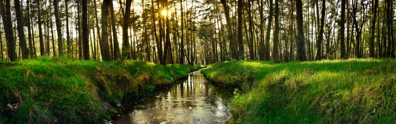 日落时分美丽的森林风景