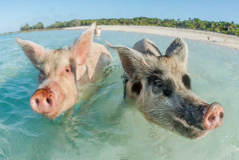 两只猪洗澡图片