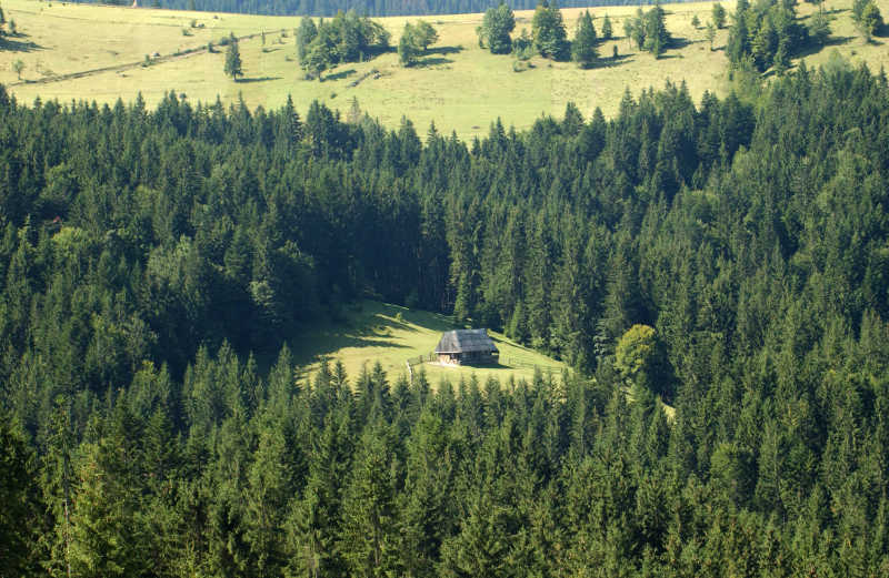 绿色树林中的小屋