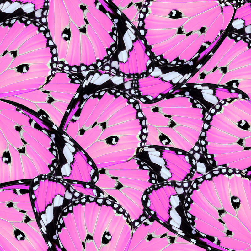 粉红色蝴蝶翅膀