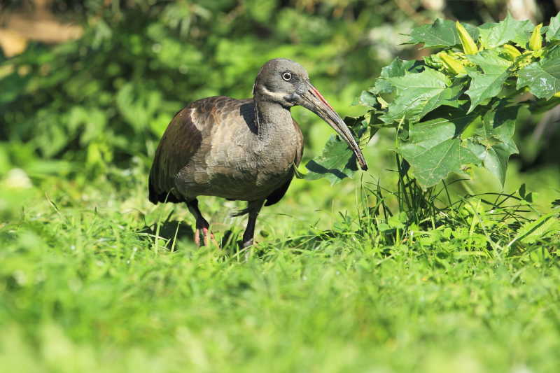 草地上的灰色朱鹭