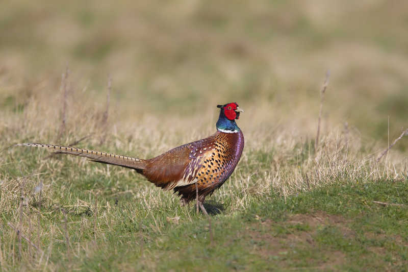 站在草坪上的野鸡