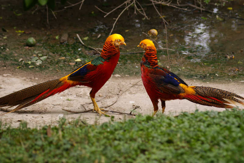 有着漂亮羽毛的野鸡