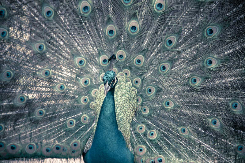 优雅高贵的开屏孔雀