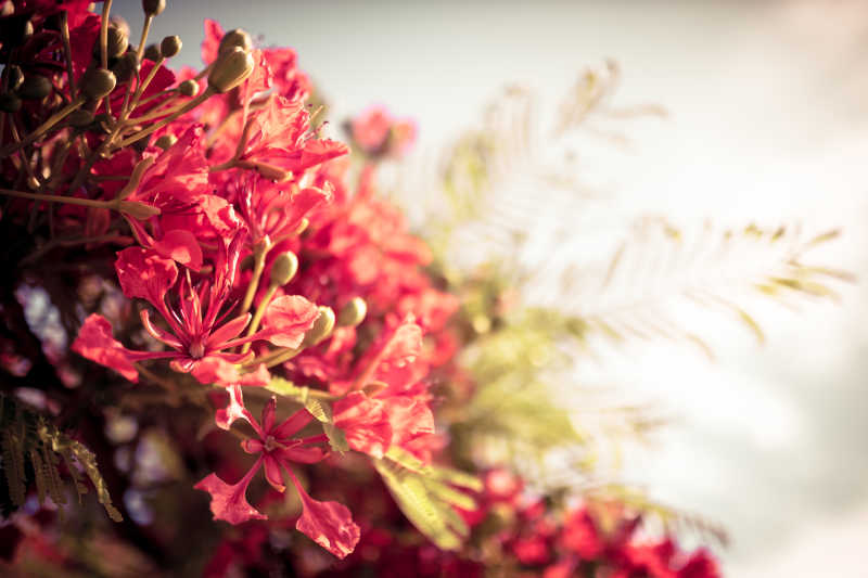 阳光倾斜的盛放的花丛