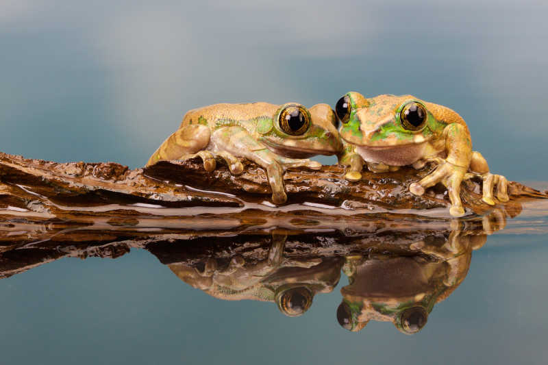 孔雀树蛙在池塘的倒影