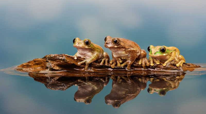 三条腿的青蛙图片图片