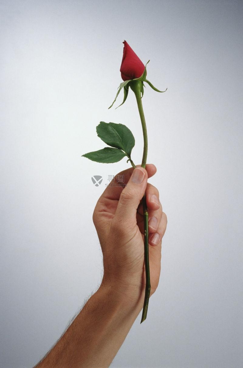 白色背景下手里的玫瑰