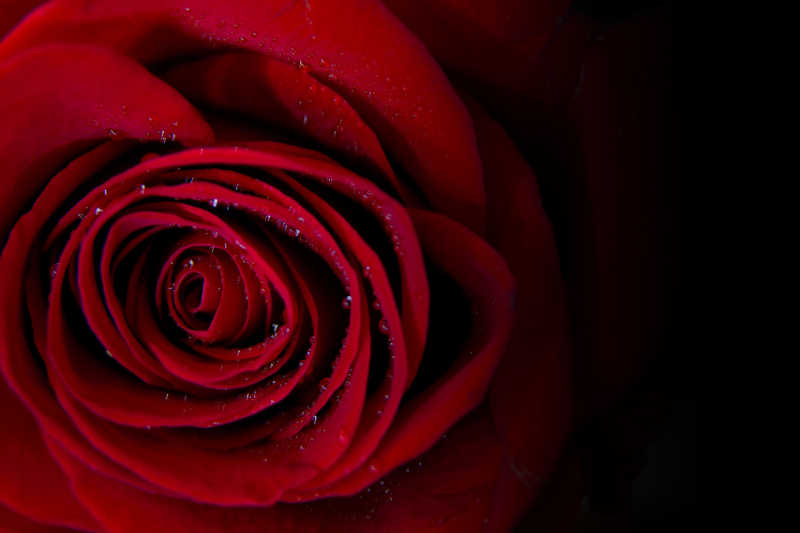 罗萨的粉红色的玫瑰