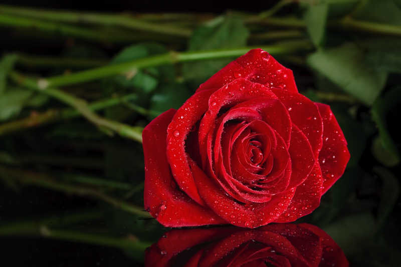 红玫瑰覆盖在黑色有机玻璃上的水滴