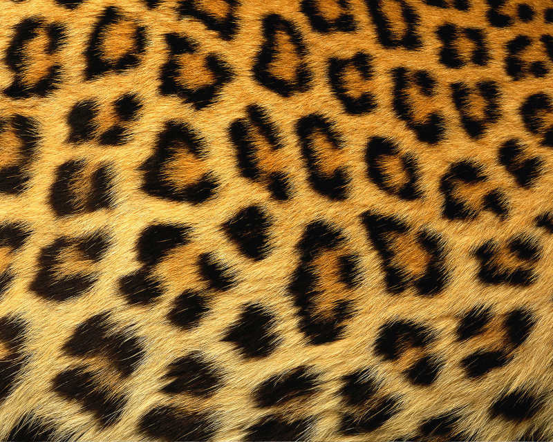 豹和豹猫皮肤纹理背景