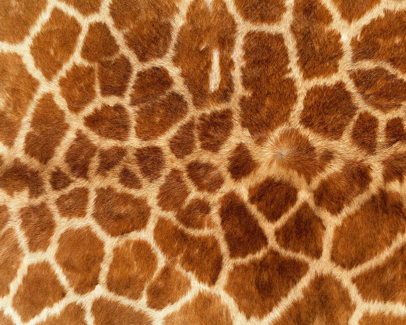 长颈鹿皮毛花纹图片