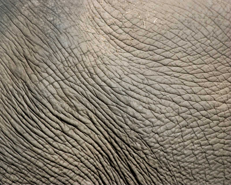 大象的皮肤纹理背景