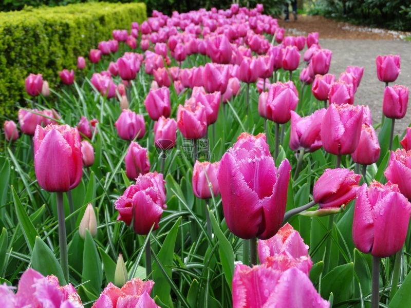 紫红色郁金香