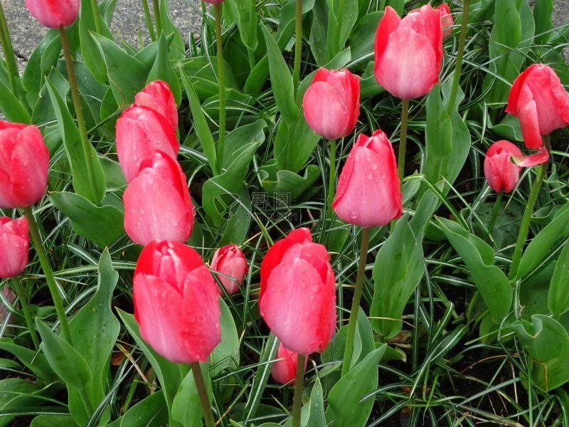 粉红色郁金香花田