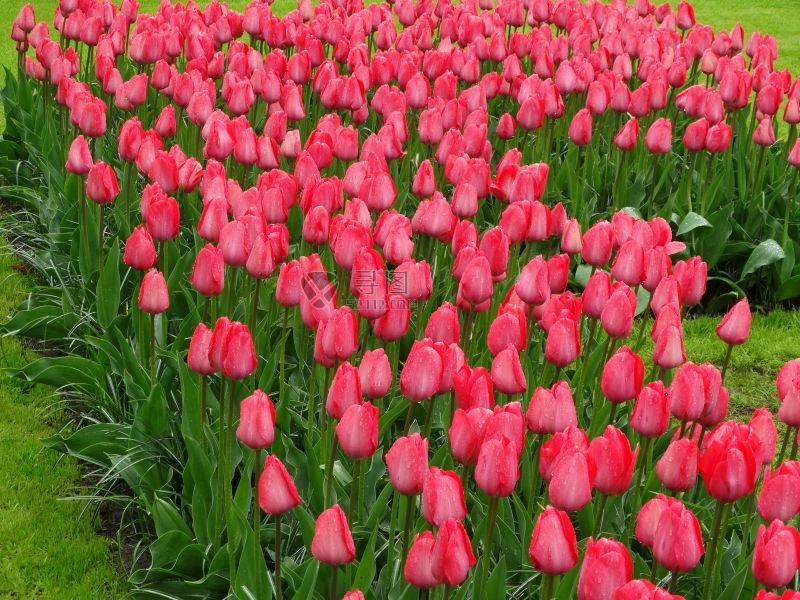 漂亮的郁金香花坛