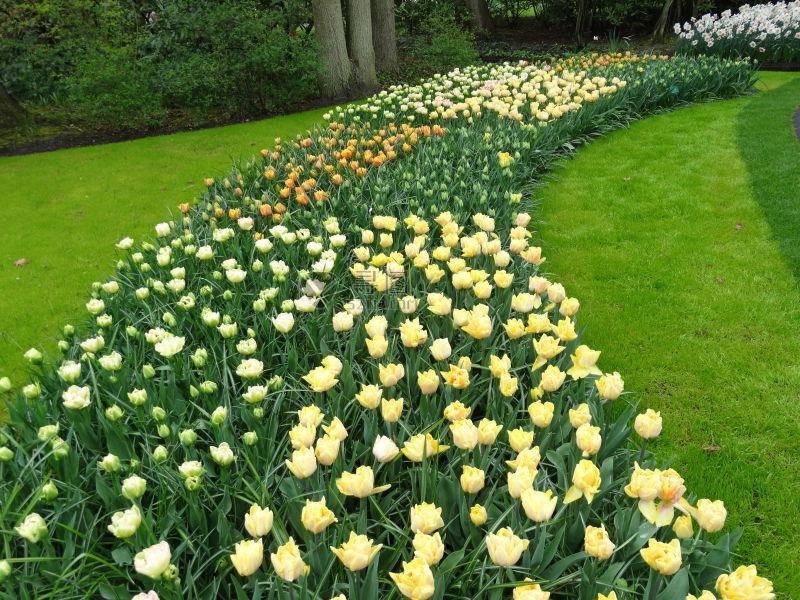 花园美丽的花朵