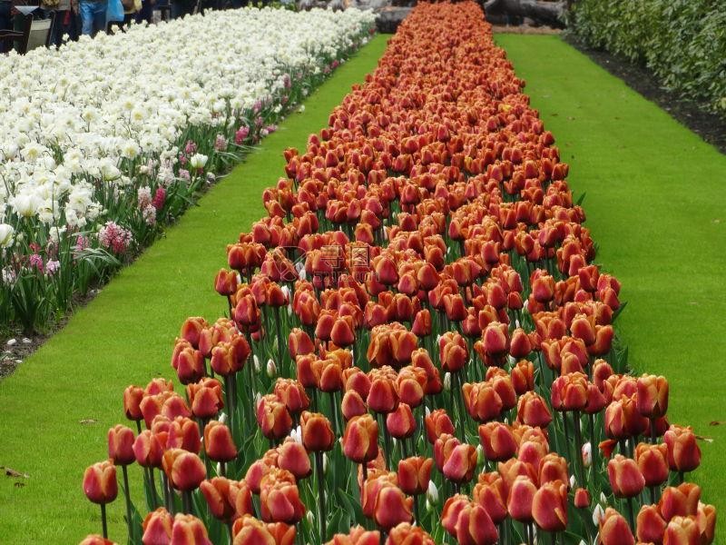 郁金香花园广场