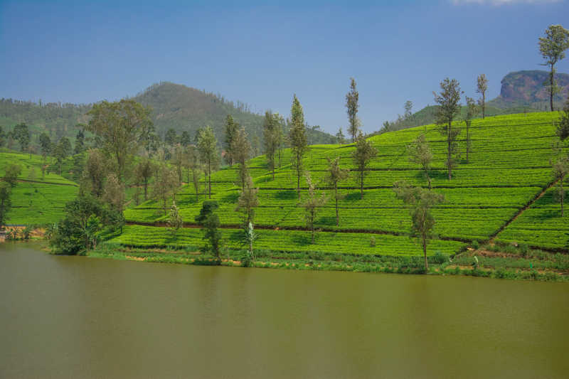 斯里兰卡努瓦勒埃利耶山区的茶园