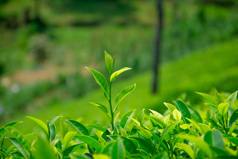 斯里兰卡努瓦勒埃利耶茶园的茶叶