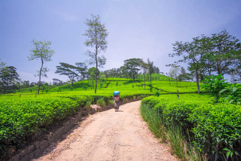 绿色的斯里兰卡努瓦勒埃利耶山区茶园