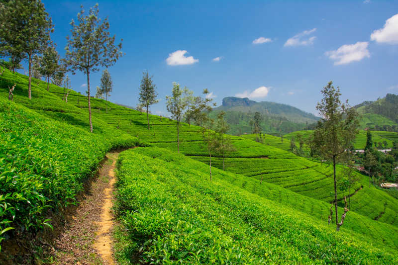斯里兰卡努瓦勒埃利耶山区绿色的茶园