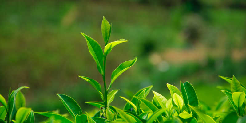 斯里兰卡努瓦勒埃利耶山区茶园里的茶叶