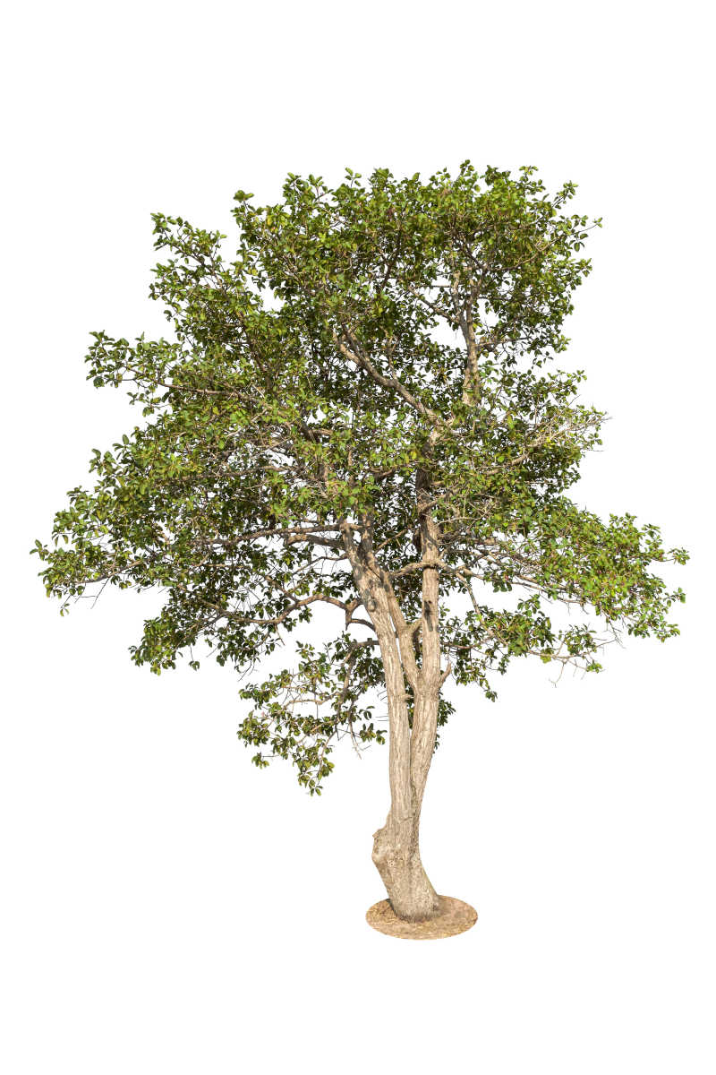 白色背景上的孤立的一颗树