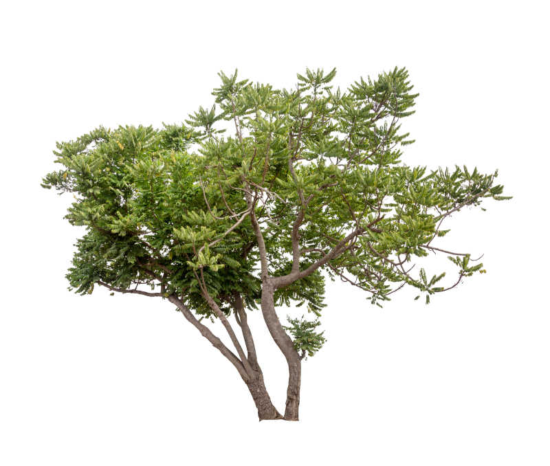 白色背景下的一颗绿色树