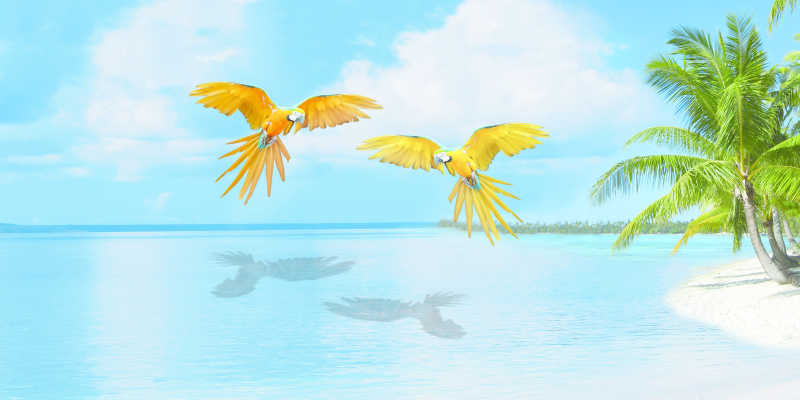 海面上的两只金刚鹦鹉